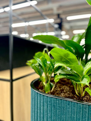 BLOM Jardinière acoustique en feutre PET | Siléopta