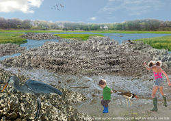 Wellfleet9