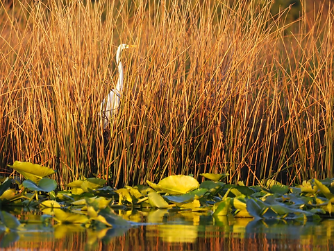 White egret standing among tall golden marsh grasses along the shoreline of Lake Jesup, with green lily pads floating in calm water reflecting the warm glow of the setting sun.