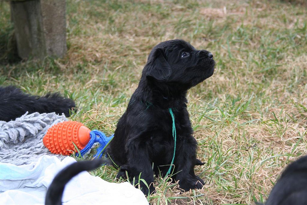 Mein Faxe als Welpe mit ca. 6 Wochen