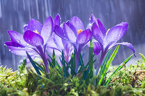 Rainwater Catchment.jpg