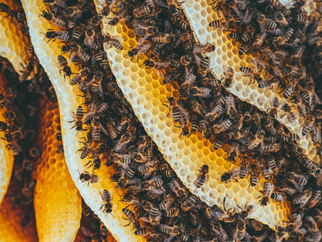 Bienenwachs