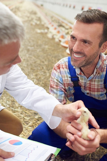 chicken vet uk.jpg