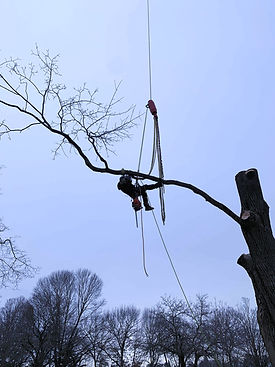 Tree Removal Services