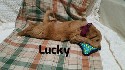 LUCY2