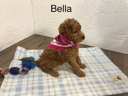 BELLA
