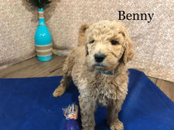 BENNY1