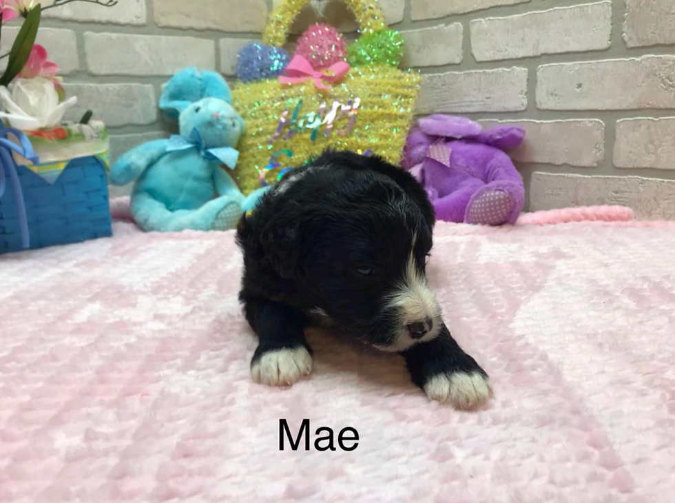 Mae
