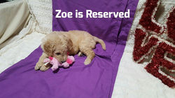 ZOE