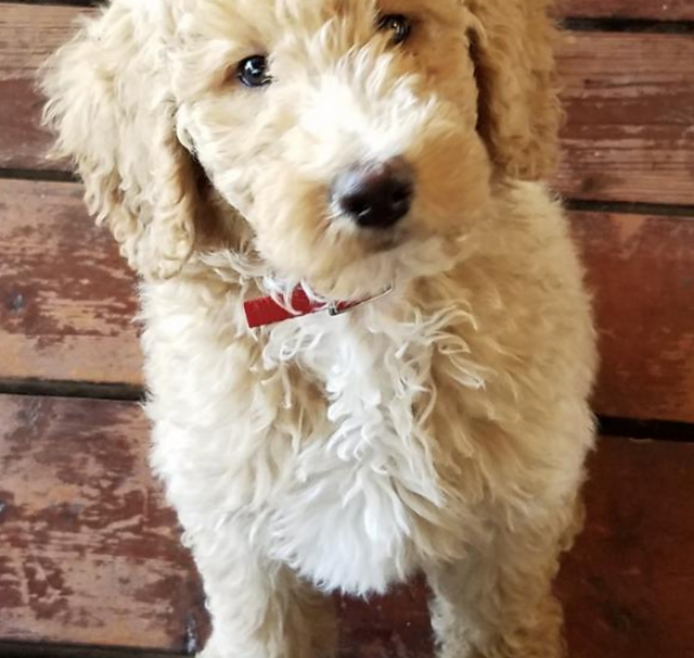 great dane and poodle mix puppies