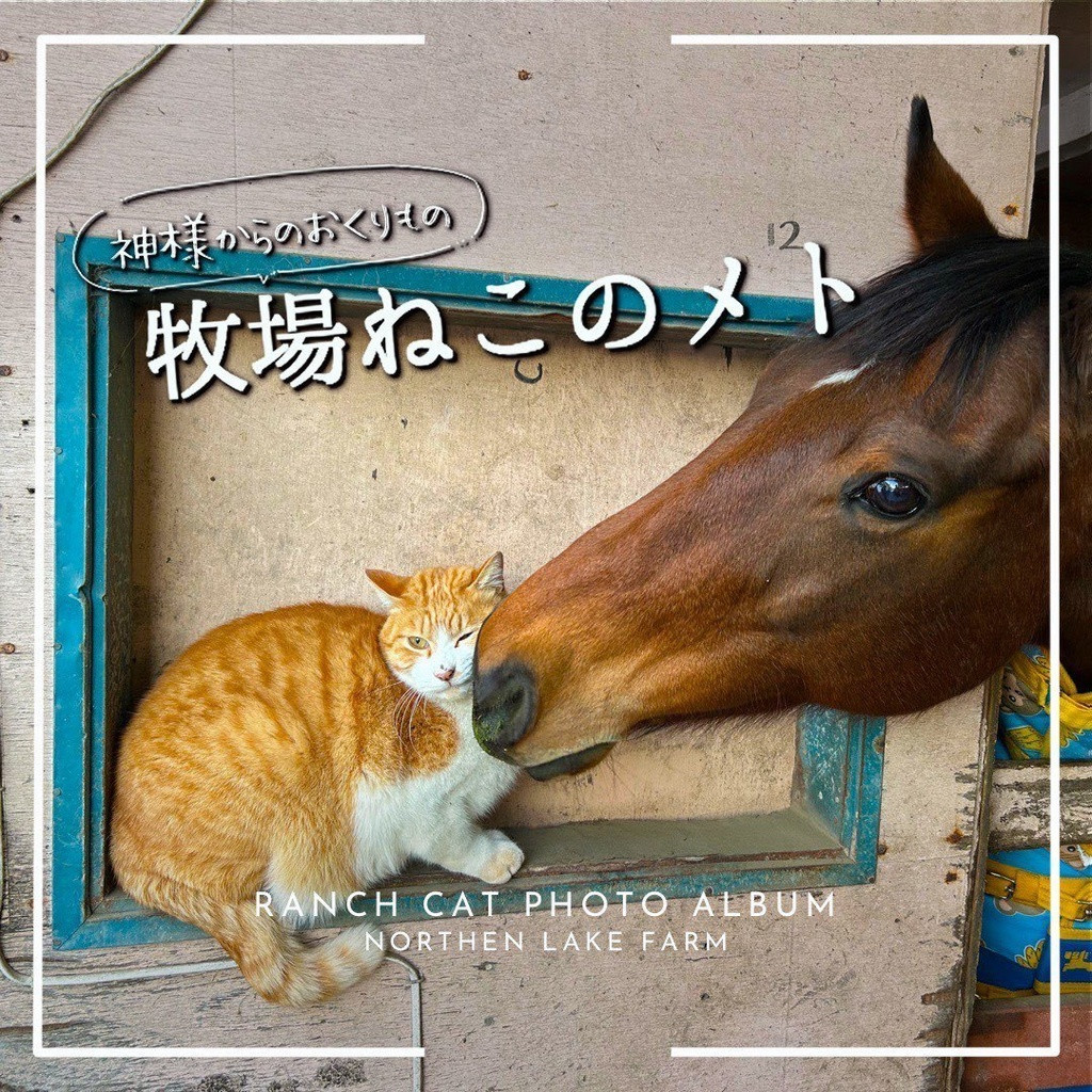神様からの贈り物 牧場ねこのメト