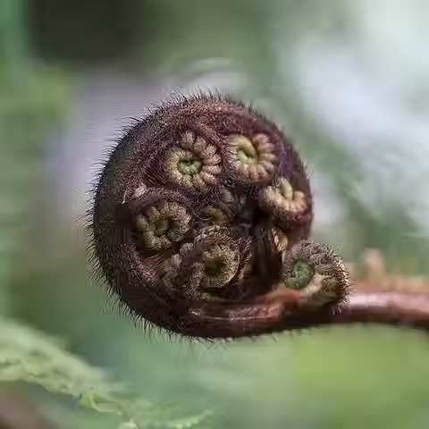 The Healing Power of New Zealand Native Plants 