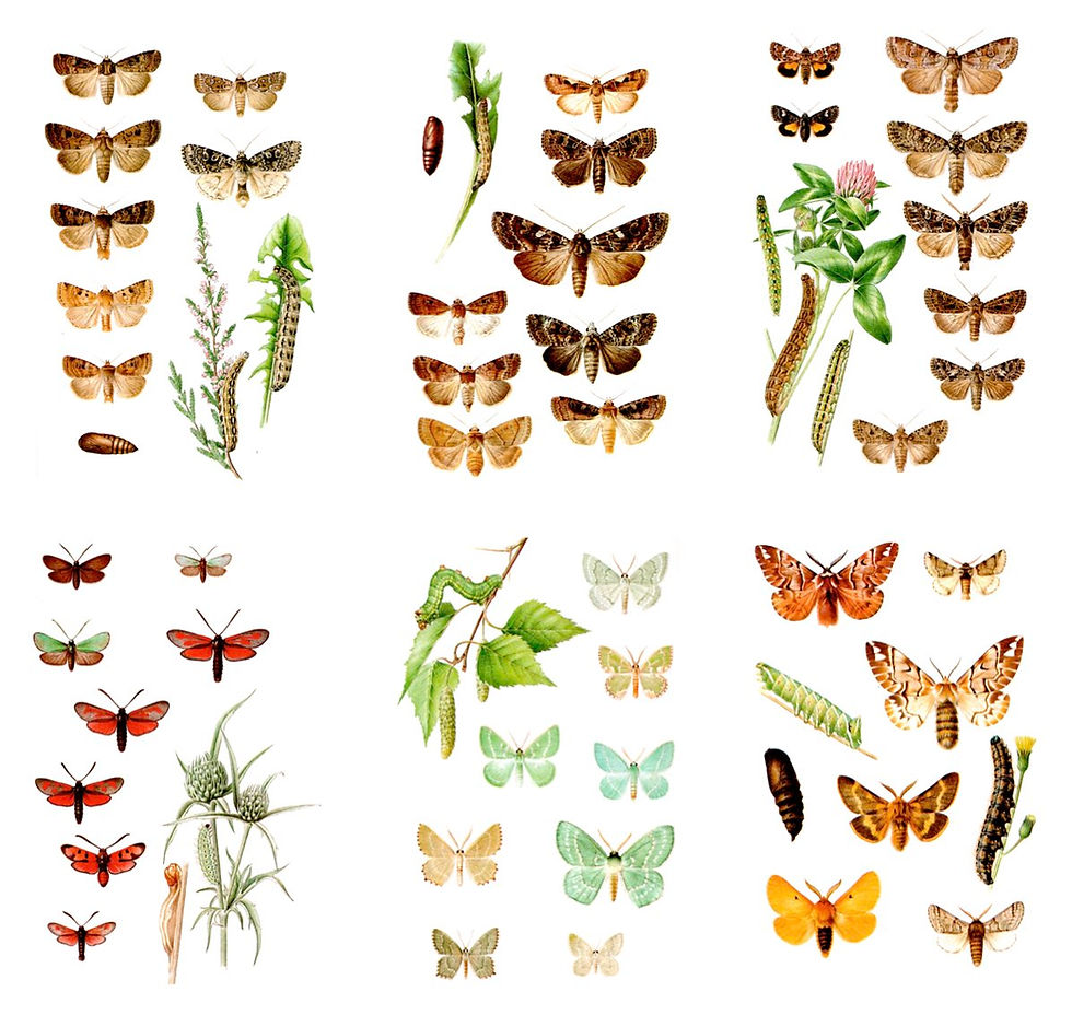 Thumbnail: VINTAGE BUTTERFLIES & MOTHS