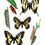 Thumbnail: VINTAGE BUTTERFLIES & MOTHS
