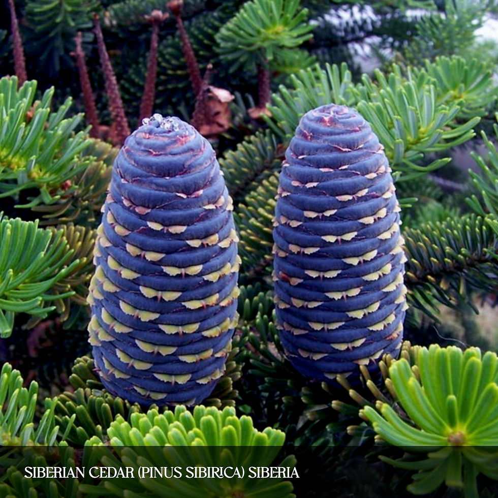 Thumbnail: SACRED GROVE INCENSE