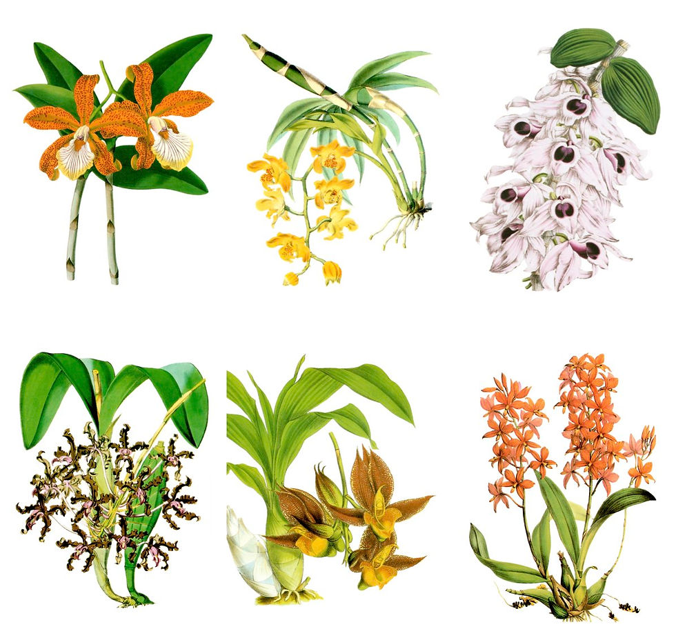 Thumbnail: VINTAGE ORCHIDS