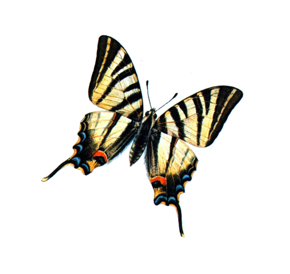 VINTAGE BUTTERFLIES & MOTHS