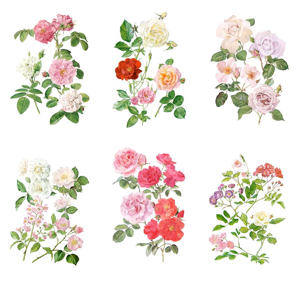 Thumbnail: VINTAGE ROSES