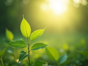 🌿選ぶもので人生が変わる