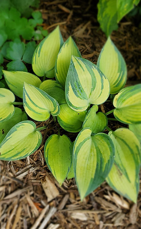 June Hosta_edited.jpg