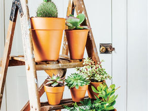 Why Indoor Plants Make You Feel Better.
