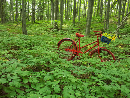 Making the Familiar Strange and the Strange Familiar: A Singhampton Sculpture Garden.
