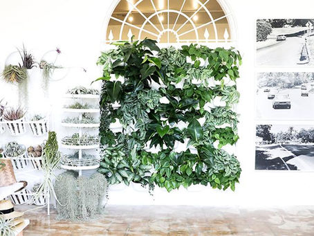 NEW! Living Wall Planters and the 10 Easiest Plants to Grow in one.