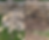 Stone walling - Restoring a field wall