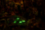 Glow in the Dark Mushrooms