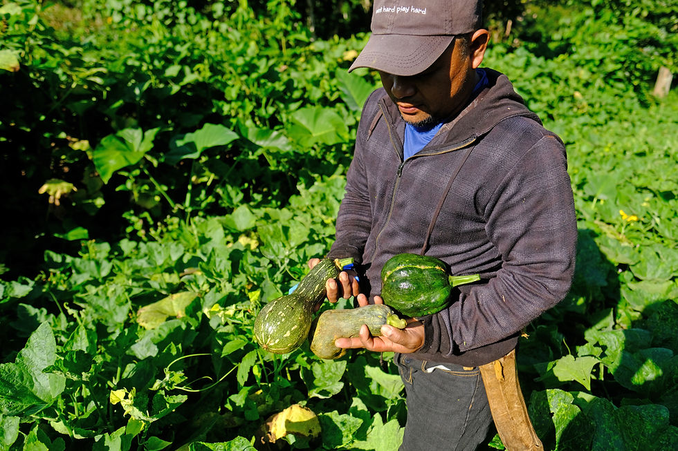 Farmers Market Produce