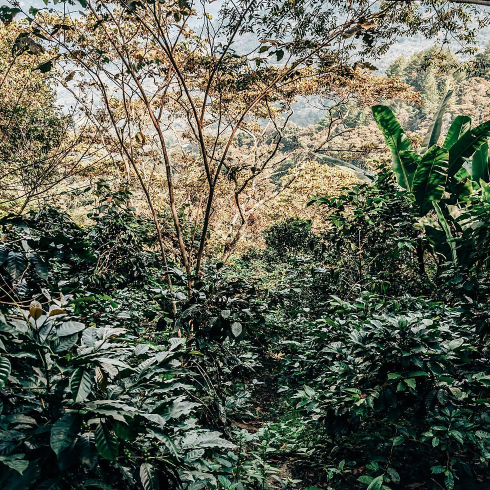 Thumbnail: Mexico ~ Mountain Water Decaf