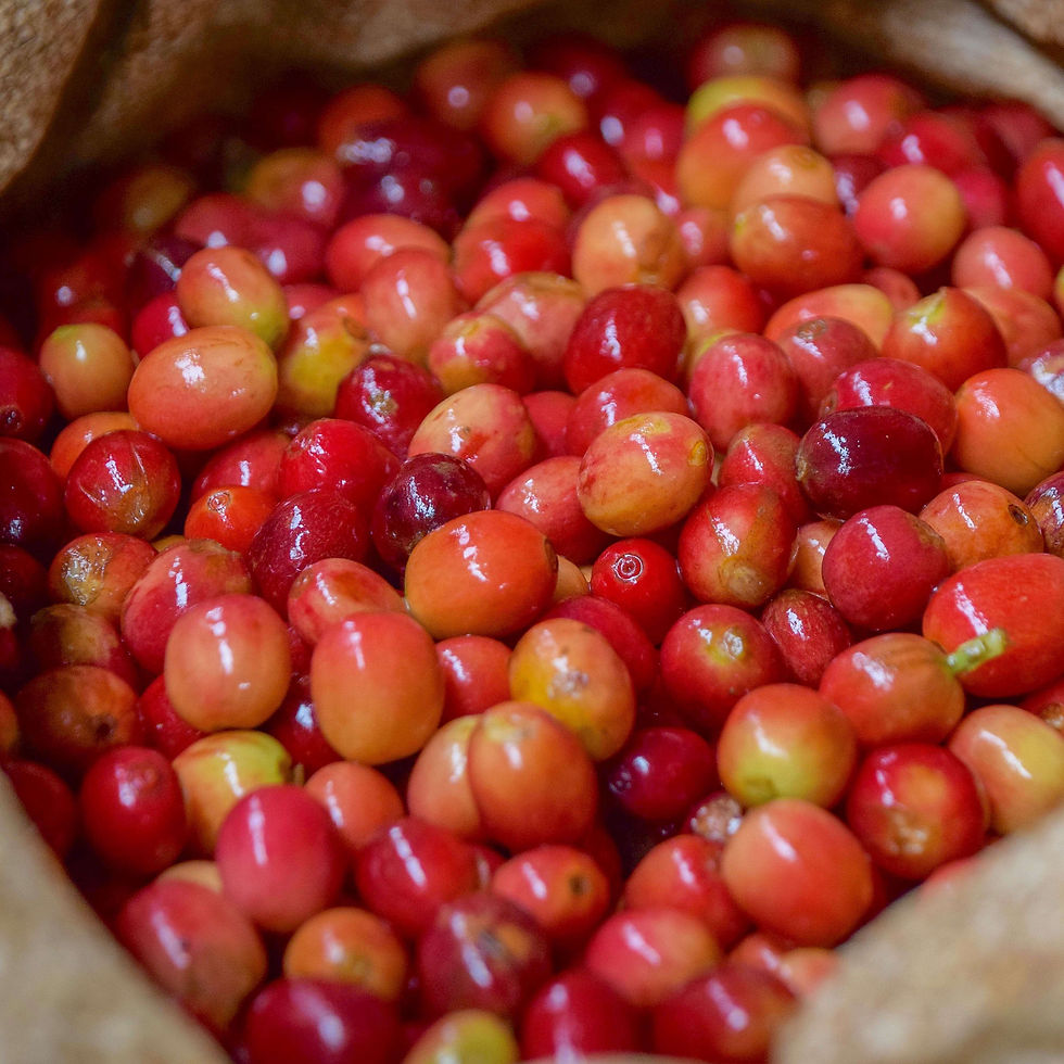 Thumbnail: Cascara ~ a.k.a. Coffee Cherry Tea from Burundi