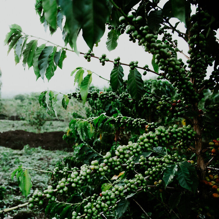 Thumbnail: Uganda ~ Rwenzori Mountains