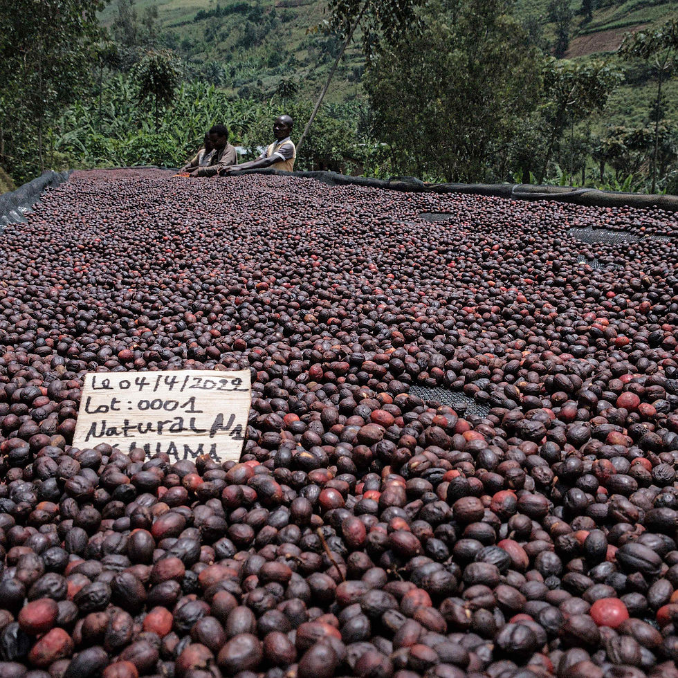 Thumbnail: Cascara ~ a.k.a. Coffee Cherry Tea from Burundi