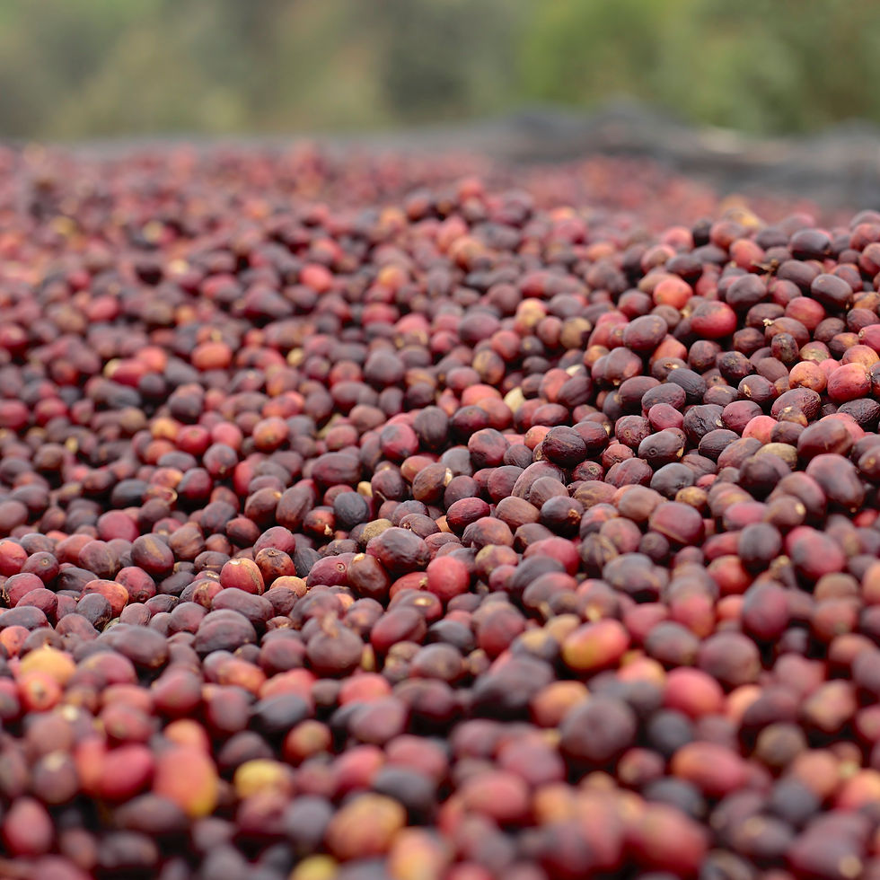 Thumbnail: Cascara ~ a.k.a. Coffee Cherry Tea from Burundi