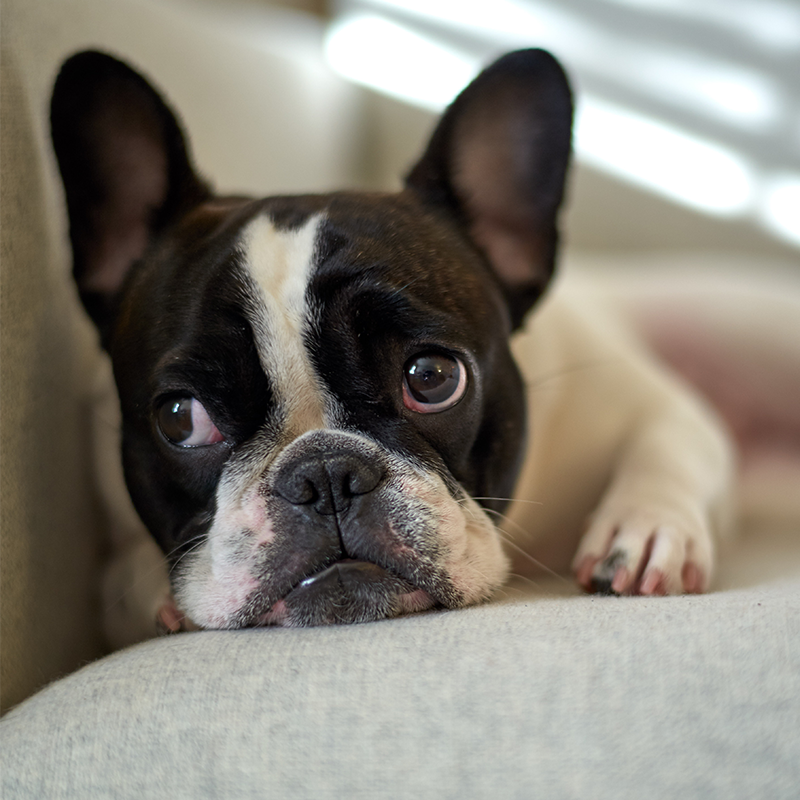 Dogs can be nervous during fireworks