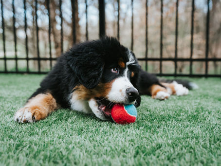Interactive Play and its Importance for Puppies