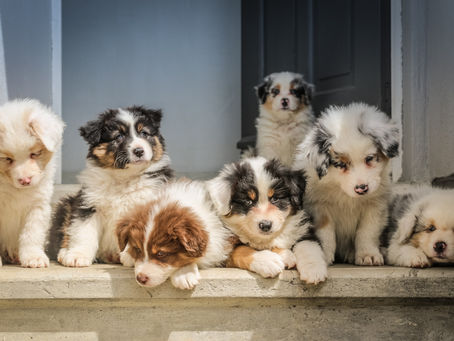 Adopt or Shop - Where Should I Get My New Puppy From?