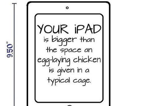 Animal Justice: Birds and Eggs