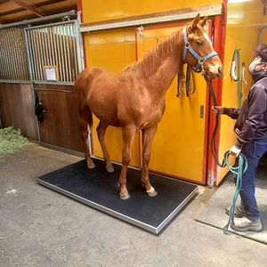 #馬体重計 #馬用体重計 #馬の体重計