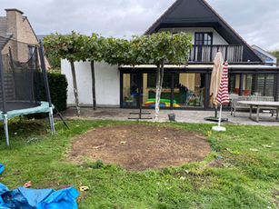 Snoeien platanen onderhoud tuinonderhoud