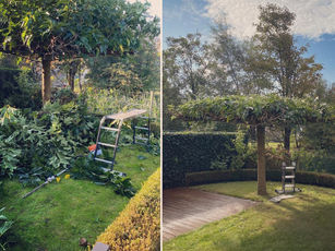 Snoeien Plataan Dakplataan Bornem