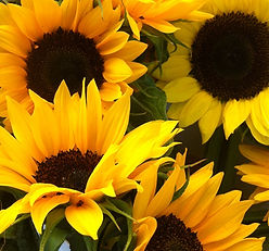 sunflowers