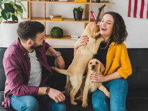 Guarda compartilhada de pets após a separação: o que mudou e como isso afeta a sua vida