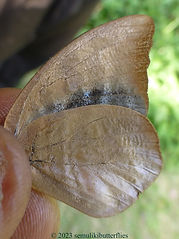 Phytala elais.jpeg