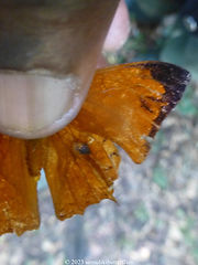 Charaxes pleione.jpeg