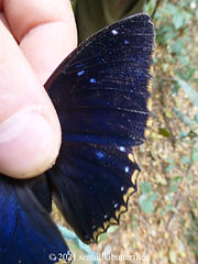 Charaxes bipunctatus.jpeg