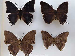 Charaxes virilis.jpeg