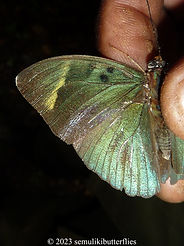 Euphaedra medon.jpeg