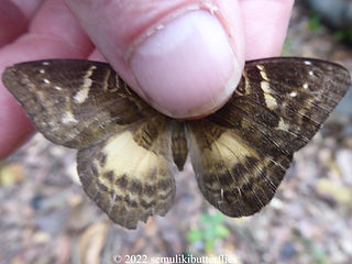 Euriphene saphirina.jpeg